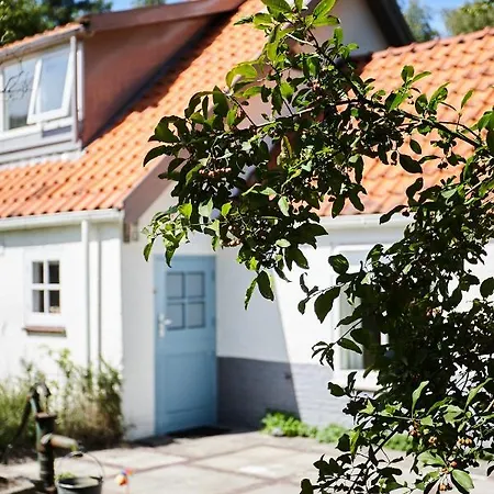 Duinroos - Dune Rose * Oostvoorne