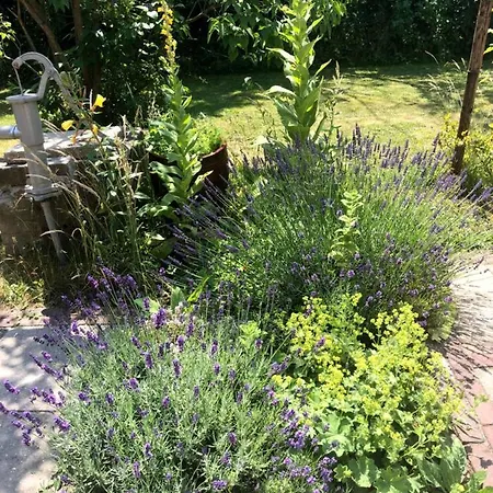 Duinroos - Dune Rose Dom wakacyjny Oostvoorne