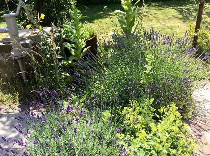 Duinroos - Dune Rose Casa de Férias Oostvoorne