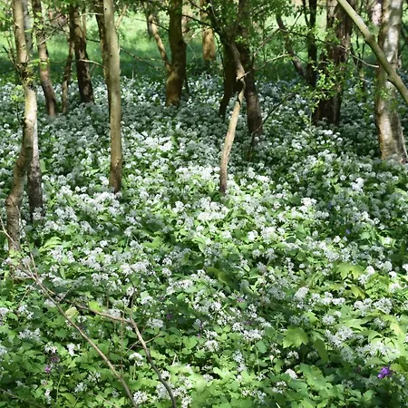 Duinroos - Dune Rose Сasa de vacaciones *