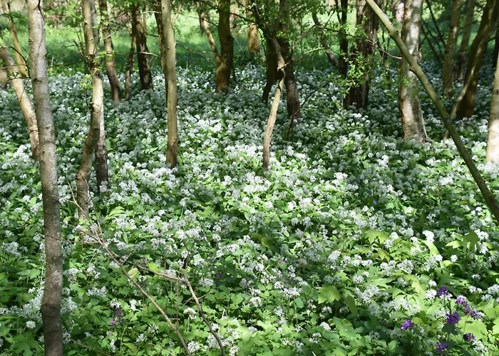 Duinroos - Dune Rose Сasa de vacaciones *