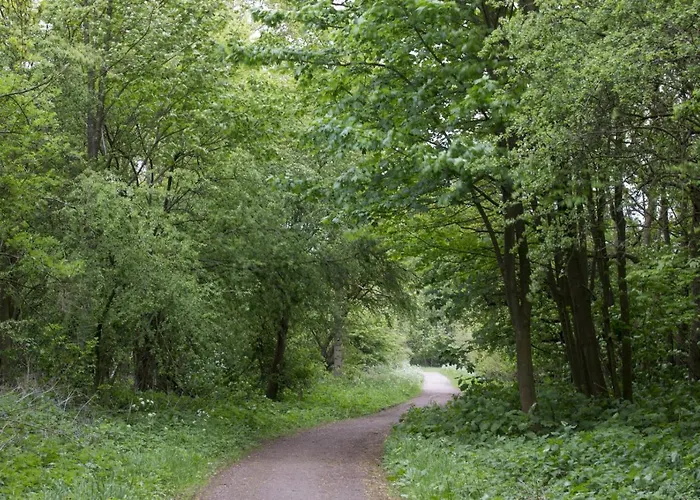 Duinroos - Dune Rose